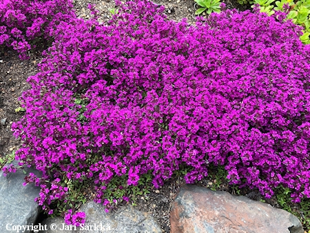 Thymus praecox 'Purple Beauty', nummiajuruoho